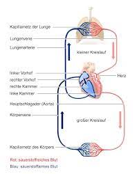 lungenarterie