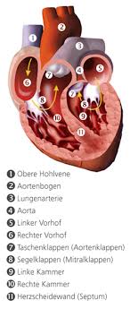 herzkammern