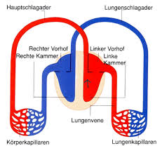 lungenkreislauf