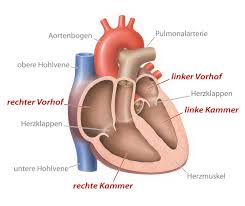 rechtsherz