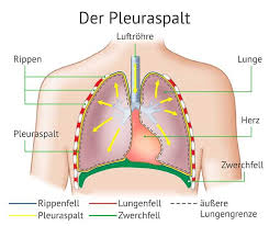 herz-lunge