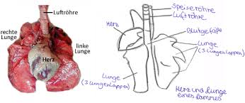 herz-lungensystems