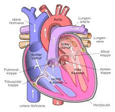 herzklappeninsuffizienz